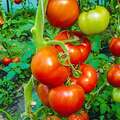 Pomidor şitili - Berberana F1