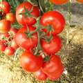 Enygma (Eniqma) F1 Pomidor toxumu