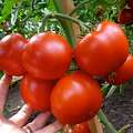 Qravitet F1 (Gravitet) Pomidor toxumu