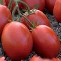 Pietraroza F1 (Pietrarossa) Pomidor toxumu