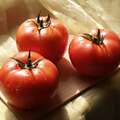 Tsarin F1 (Çarin) Pomidor toxumu