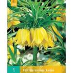 Fritillaria imp.Lutea