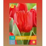 Tulipa Rscape