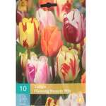 Tulipa Flamiing Beauty mix