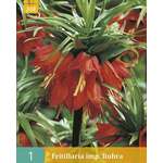Fritillaria imp.Rubra