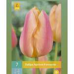 Tulipa Apricot Favourite