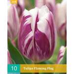 Tulipa Flaming Flag