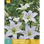 Lilium Aziatisch Whit
