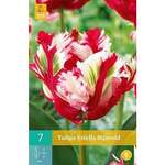 Tulipa Estella Rijnveld-
