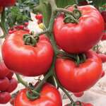 Kriollo F1 (Criollo) Pomidor toxumu