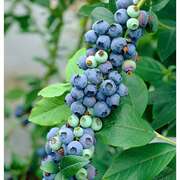 Vaccinium Blueberry(Çernika)