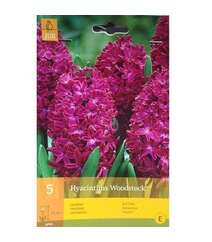 Hyacinthus Woodstock (Qiaçent)