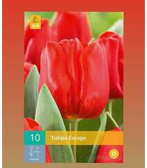 Tulipa Rscape