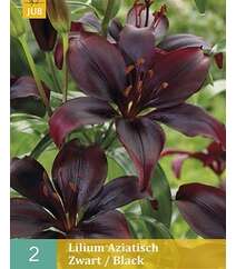 Lilium Aziatisch Black