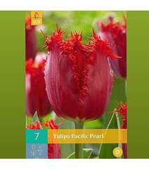 Tulipa Pacific Pear