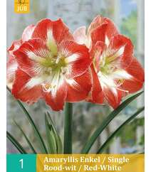 Amaryllis Enkel/Red-White