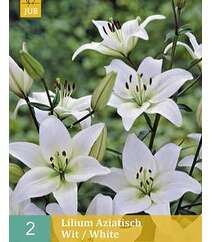 Lilium Aziatisch Whit