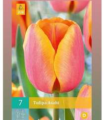 Tulipa Asahi