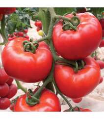 Kriollo F1 (Criollo) Pomidor toxumu
