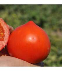 Super Nova F1 pomidor toxumu
