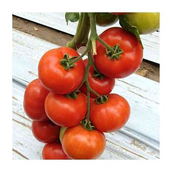Pomidor şitili - Bella F1