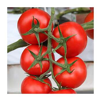 Pomidor şitili - Durinta F1