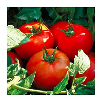 Pomidor şitili - Kalite F1