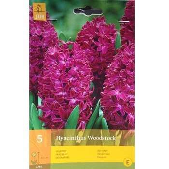 Hyacinthus Woodstock (Qiaçent)
