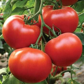 Alamina F1 pomidor toxumu