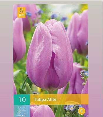 Tulipa Alibi