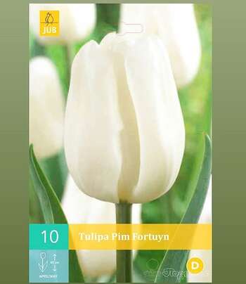 Tulipa Pim Fortuyn