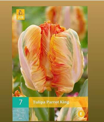 Tulipa Parrot King