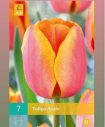 Tulipa Asahi