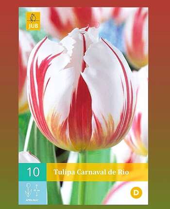 Tulipa Carnaval de Rio