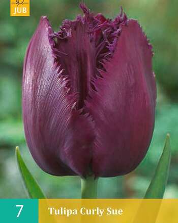 Tulipa Curly Sue