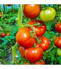 Pomidor şitili - Berberana F1