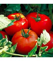 Pomidor şitili - Kalite F1