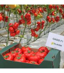 Oazis F1 (Oasis) Pomidor toxumu