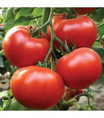 Alamina F1 pomidor toxumu