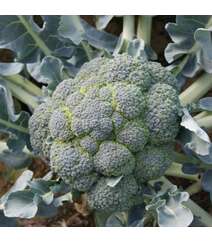 Monako F1 (Brokoli) Brokoli toxumu